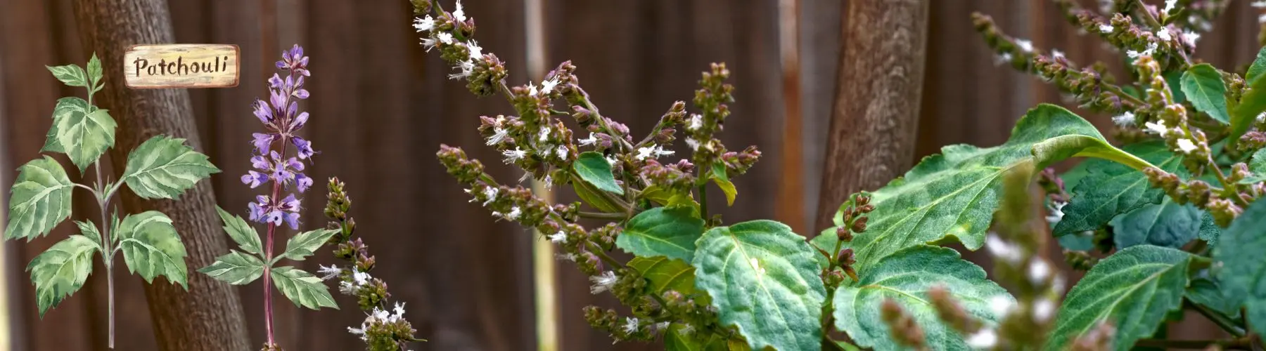 banner blog patchouli
