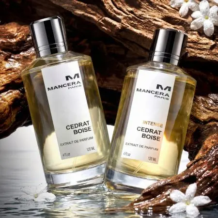 cedrat boise homepage