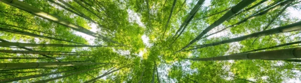 banner_blog_profumi_verdi